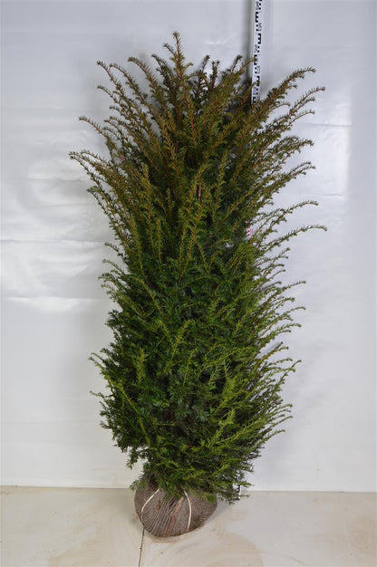 Taxus baccata 180-200 cm rotklump (extra omplanterad)
