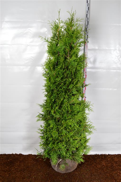 Thuja occidentalis &