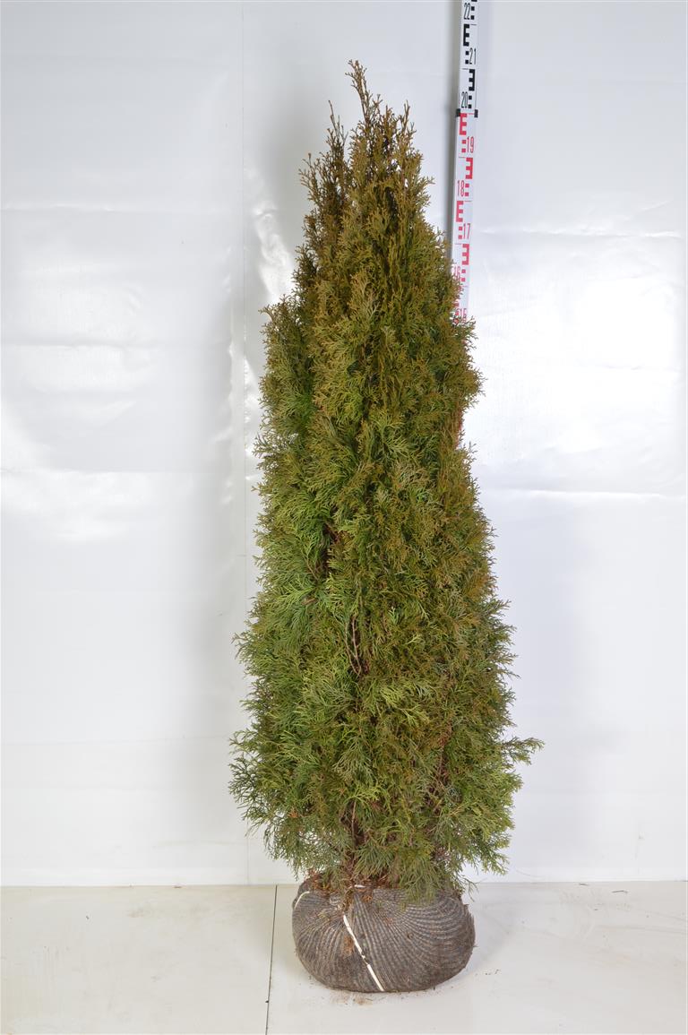 Thuja occidentalis &