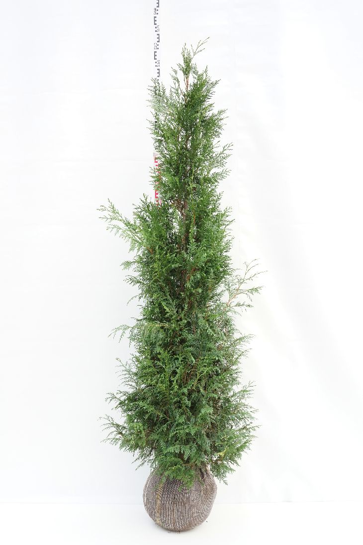 Thuja plicata &