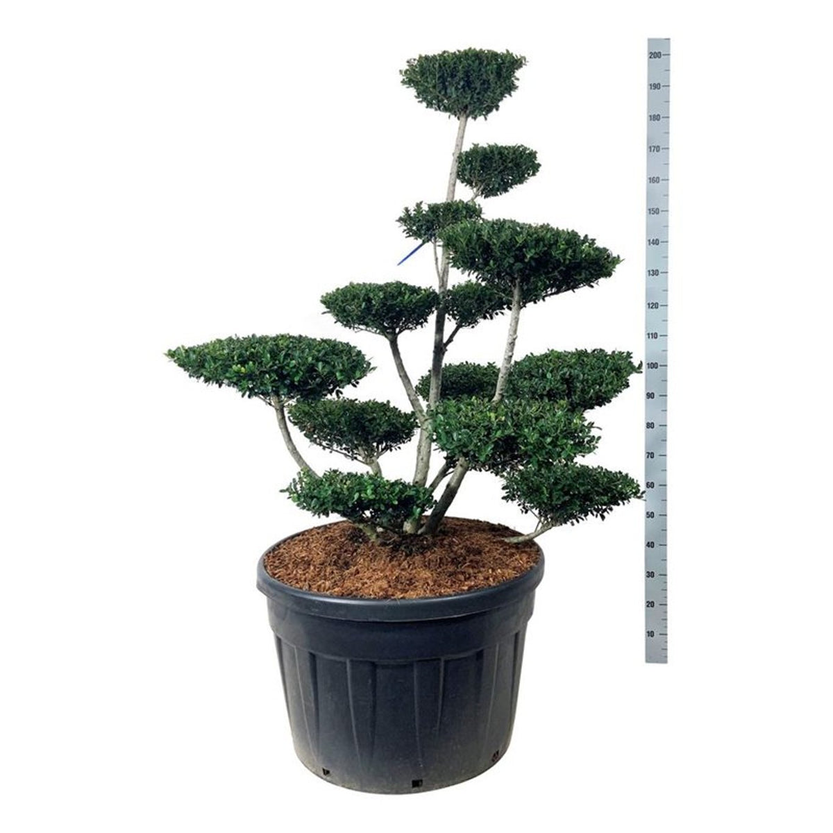 Ilex crenata &