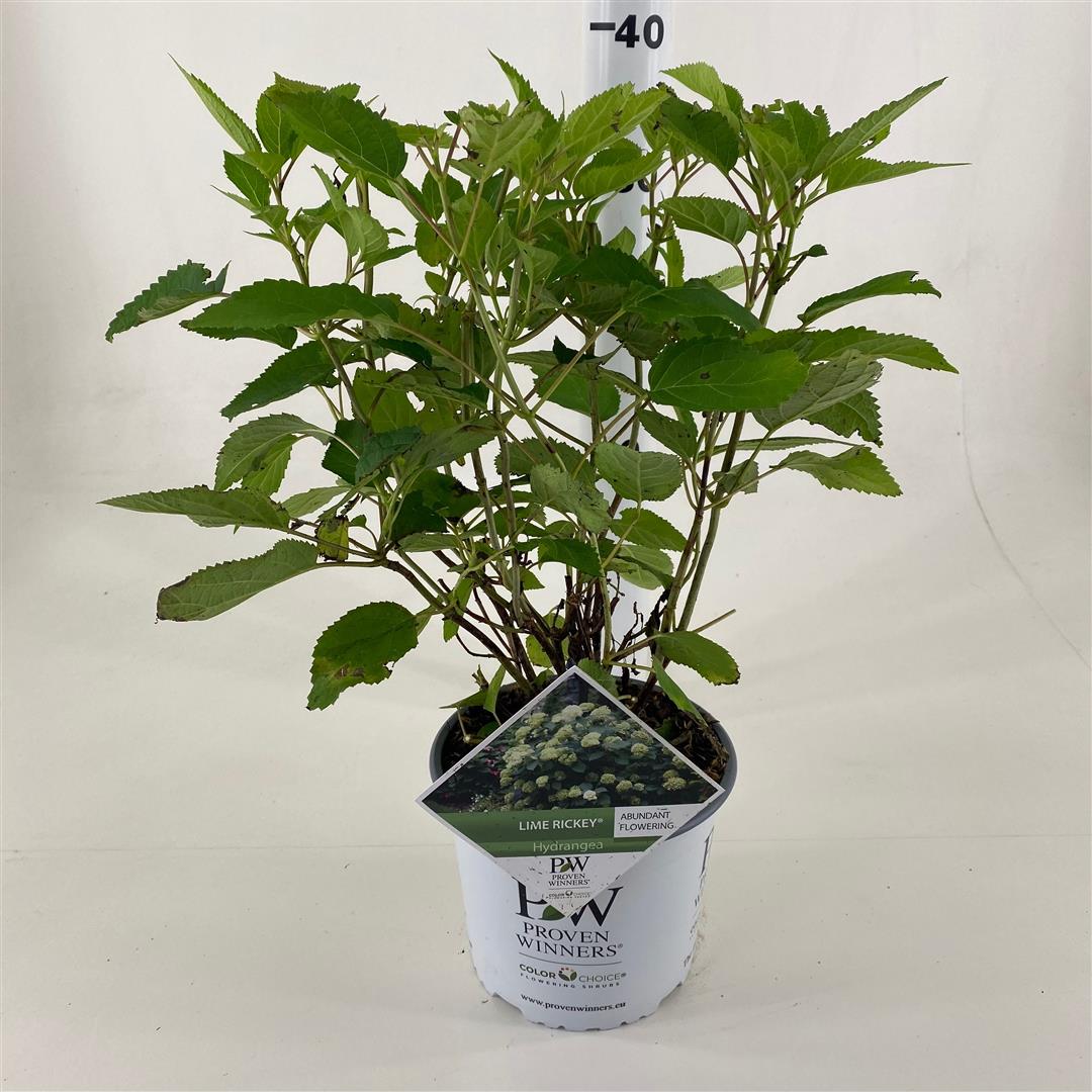 Hydrangea arborescens &