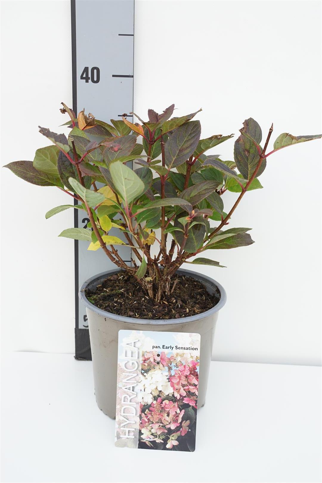 Hydrangea paniculata &