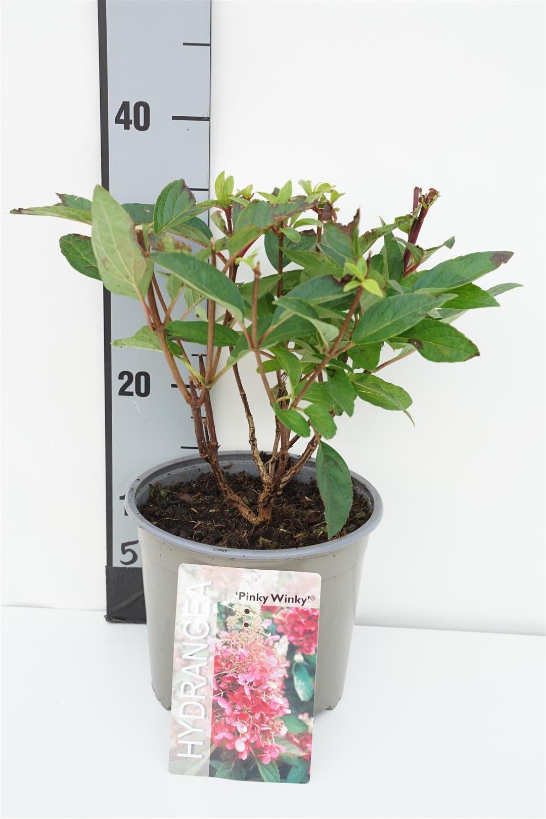 Hydrangea paniculata &