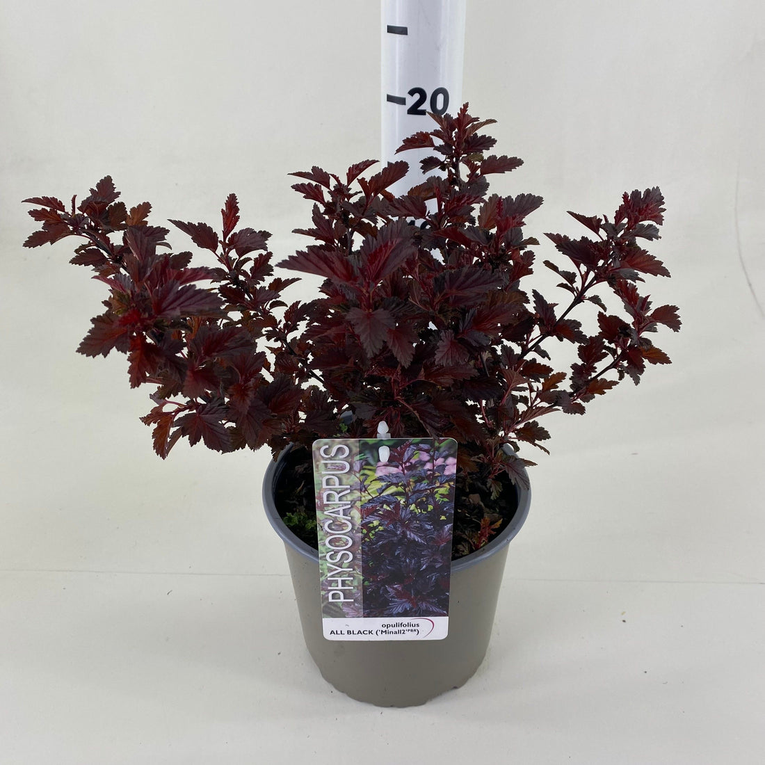Physocarpus op. &