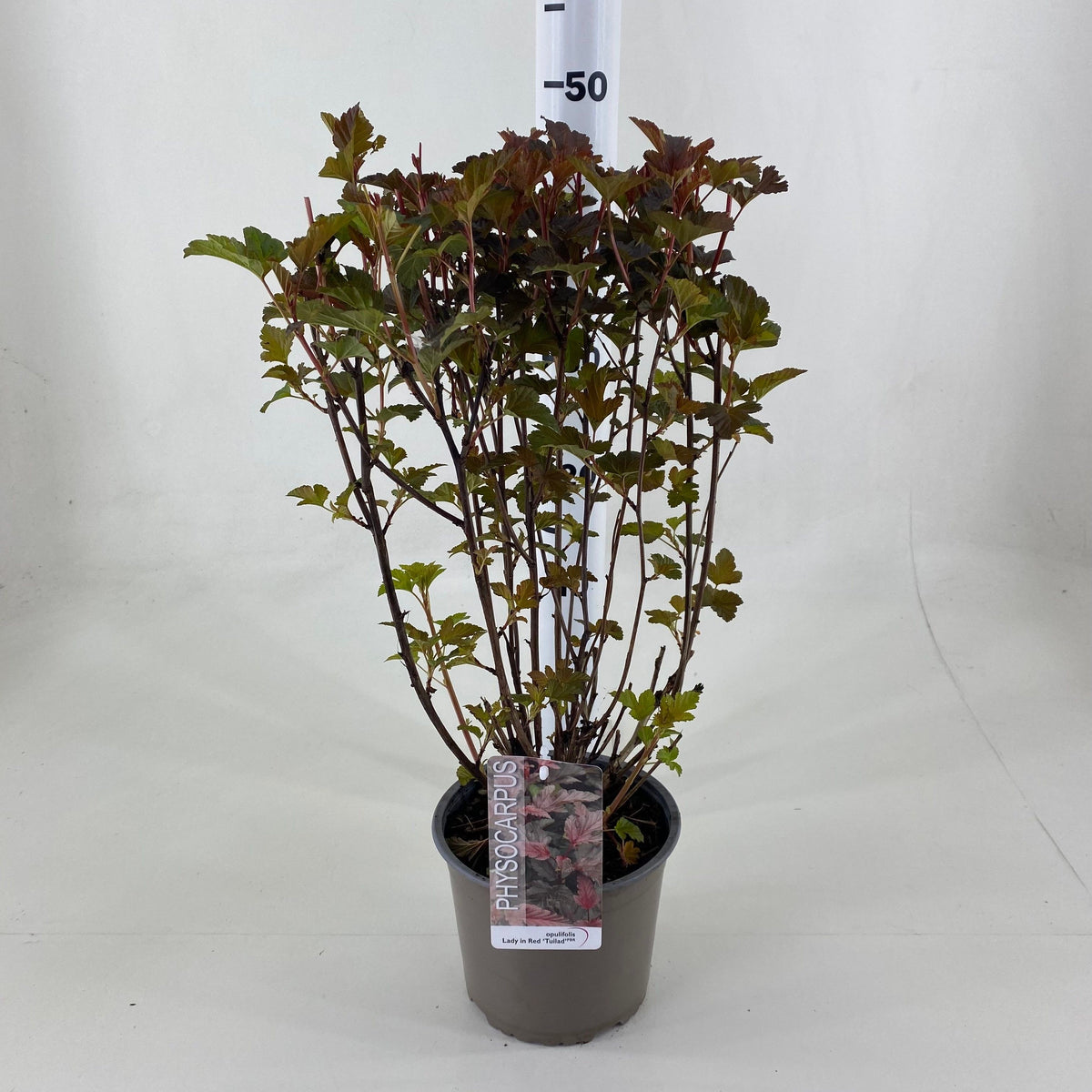 Physocarpus opulifolius &