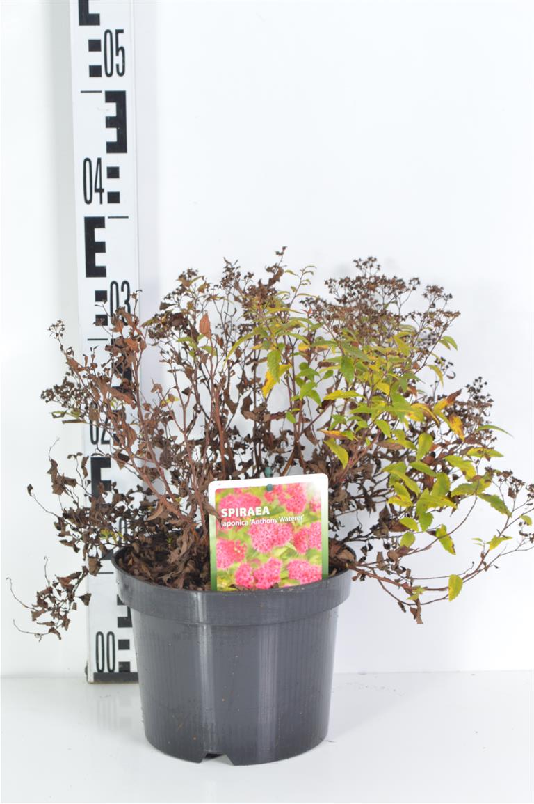 Spiraea japonica &