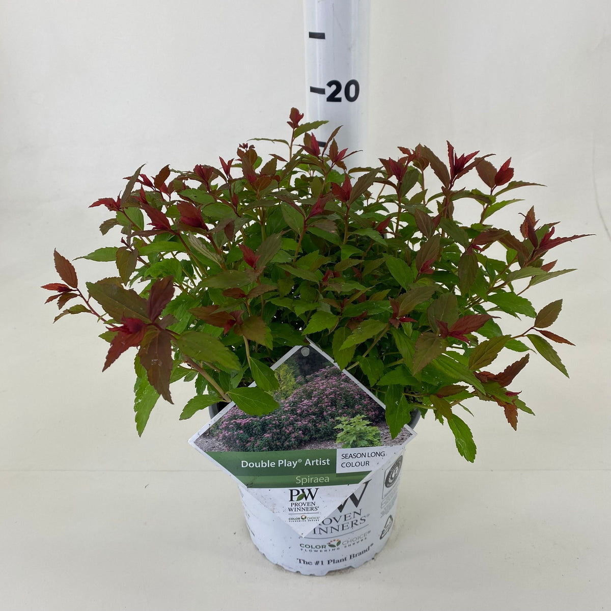 Spiraea japonica &