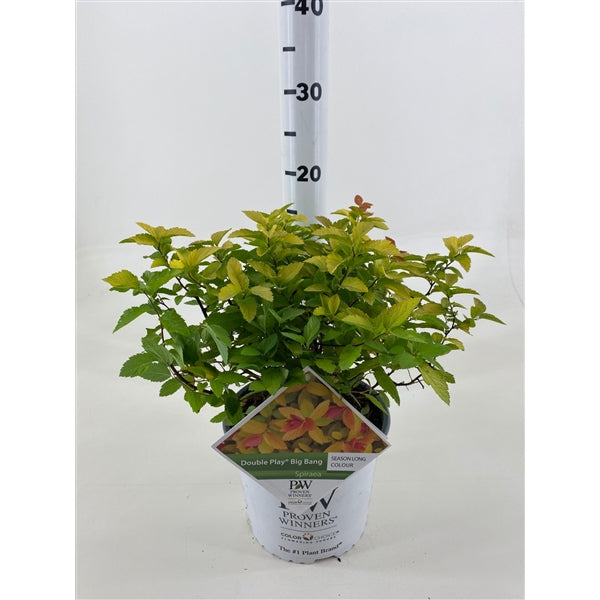 Spiraea japonica &
