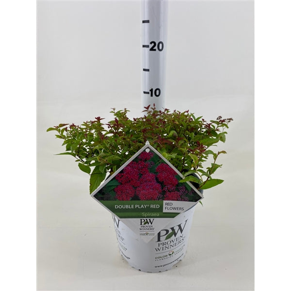 Spiraea japonica &