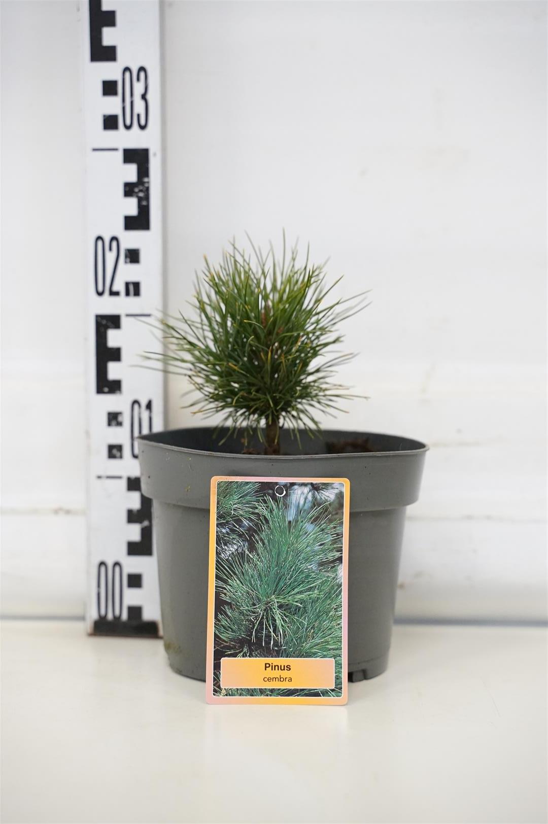 Pinus cembra C7,5 (7,5 liters kruka) 50-60 cm