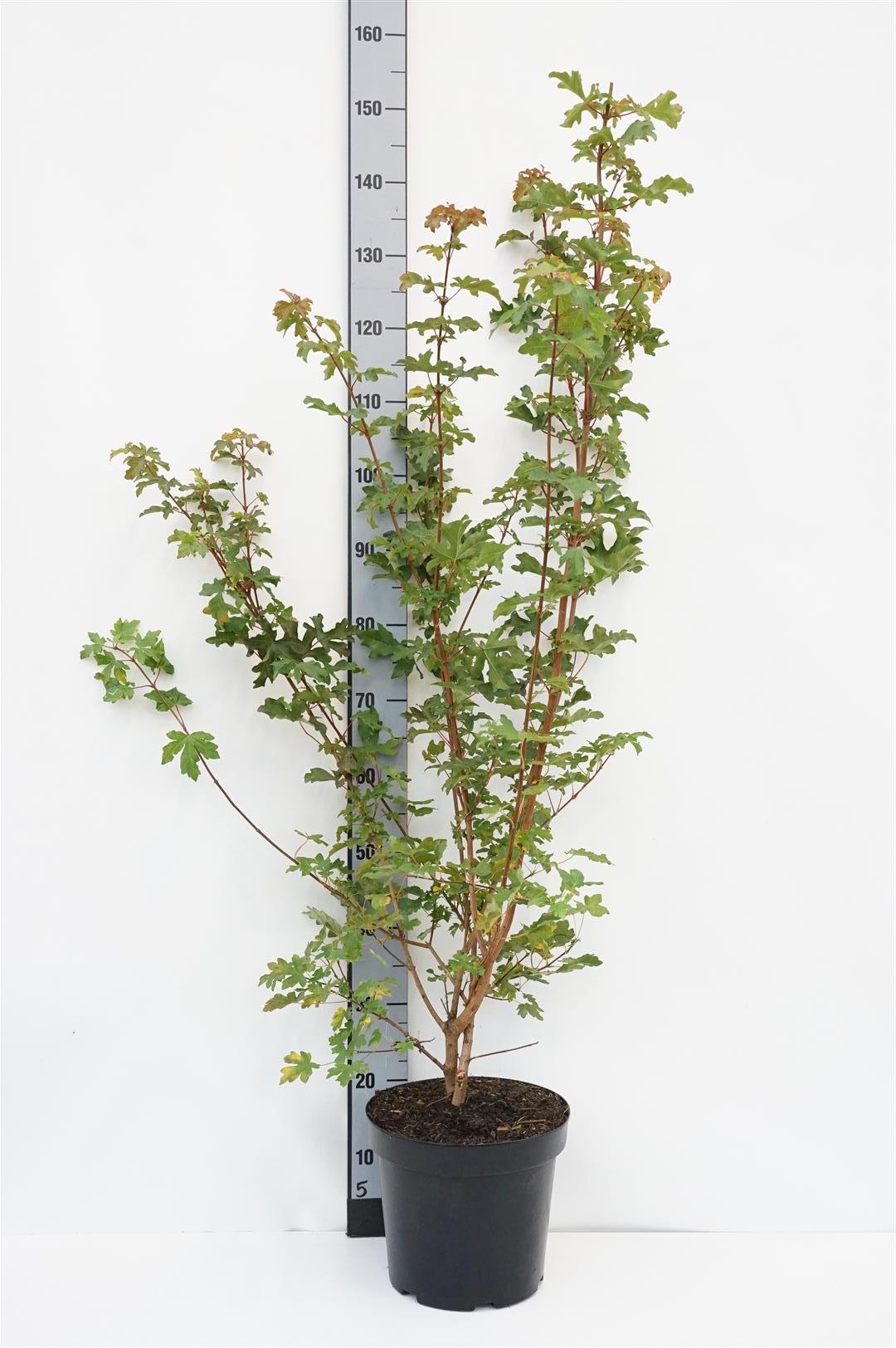 Acer campestre C7,5 (7,5 liters kruka) 100-125 cm