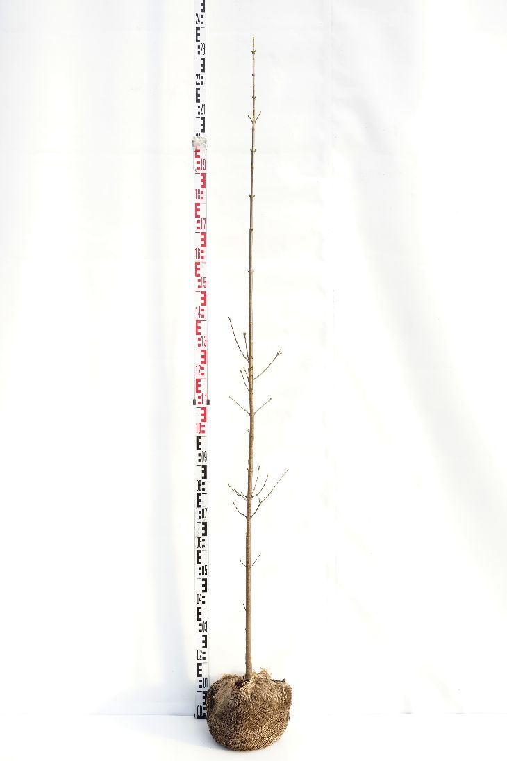 Acer pseudoplatanus 175-200 cm barrotad