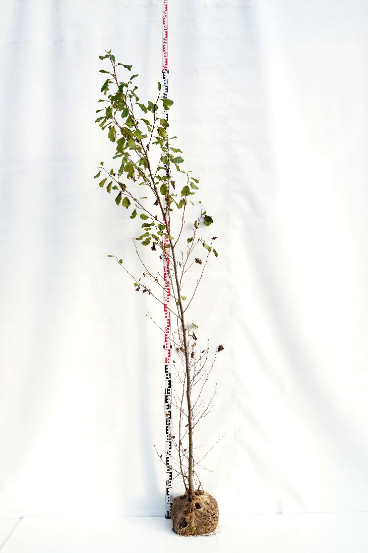 Alnus glutinosa 200-250 cm barrot