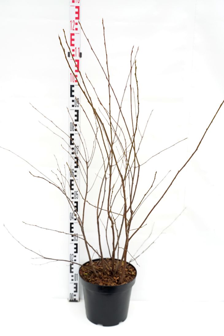 Amelanchier lamarckii C7,5 (7,5 liters kruka) 60-80 cm