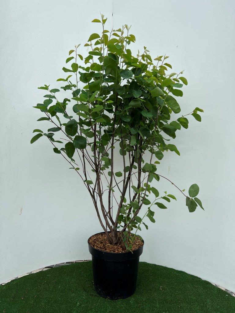 Amelanchier spicata 60-80 cm, C7,5 (7,5 liters kruka / 26 cm kruka)