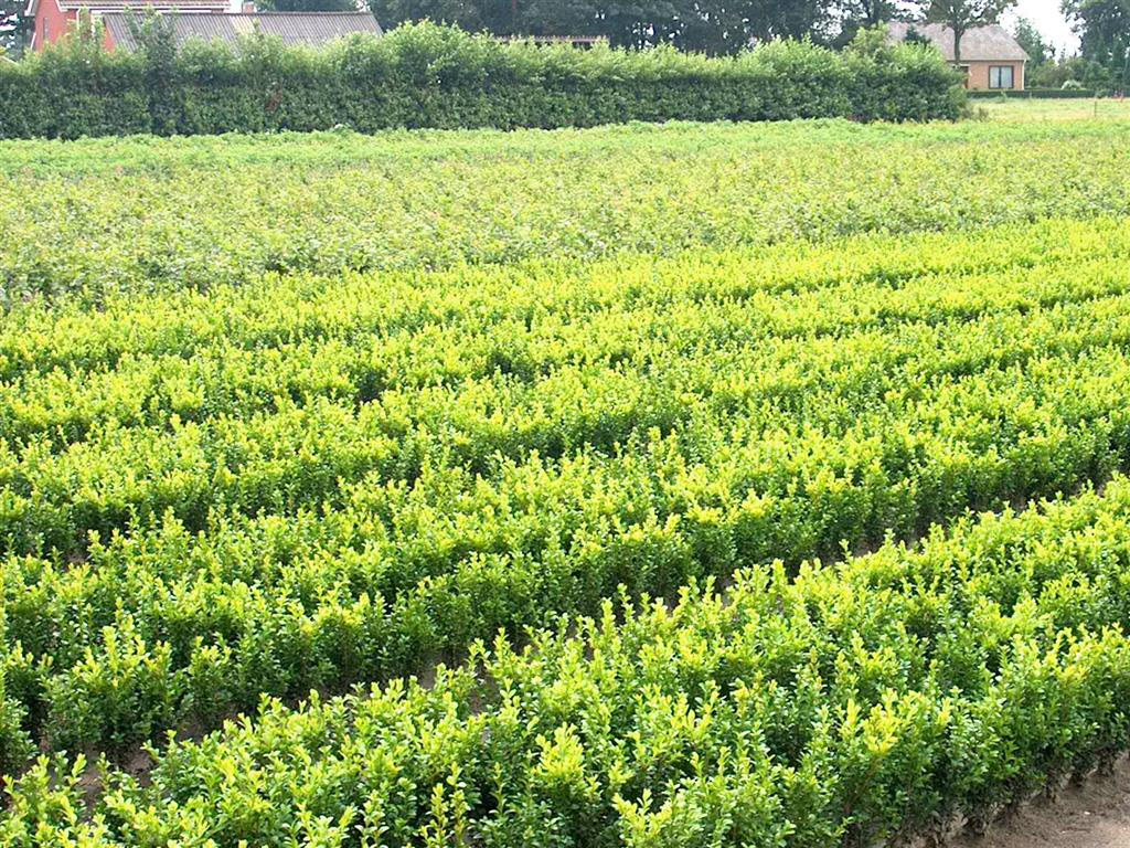 Buxus sempervirens 0+2 30-35 cm