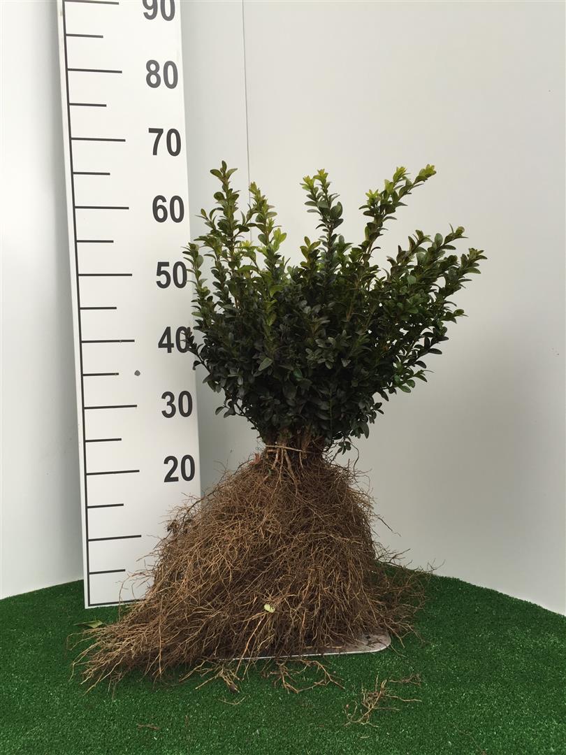Buxus sempervirens 20-25 cm