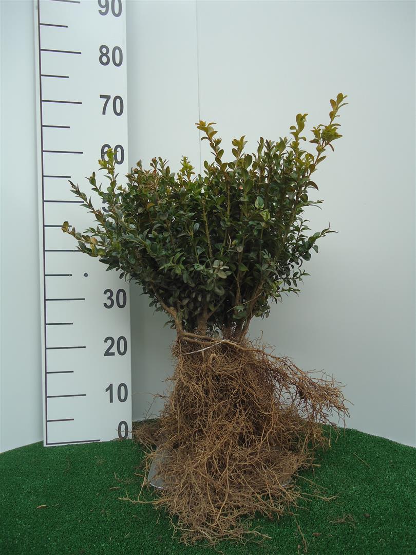 Buxus sempervirens 25-30 cm