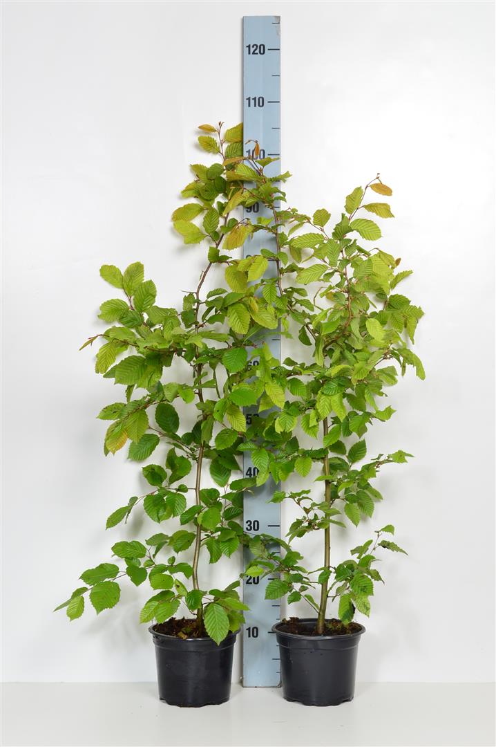 Carpinus betulus (Avenbok) C2 (2 liters kruka) / 17 cm kruka 80-100 cm