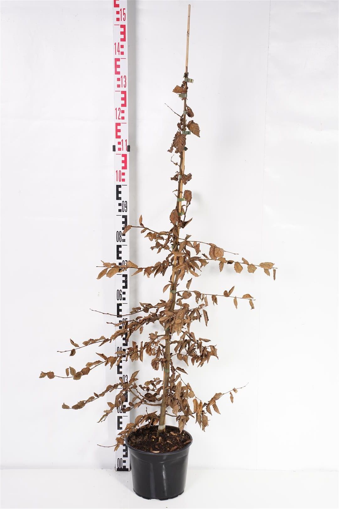 Carpinus betulus 100-125 cm C5 (5 liters kruka)