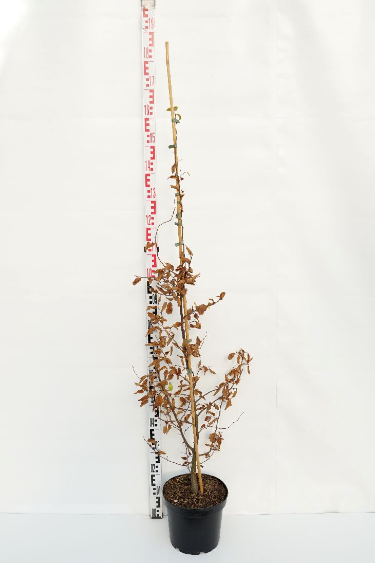 Carpinus betulus C5 (5 liters kruka) 125-150 cm