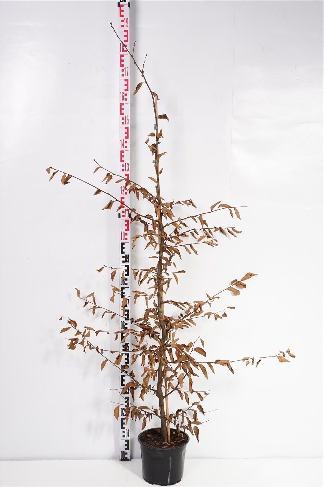 Carpinus betulus C5 (5 liters kruka) 150-175 cm