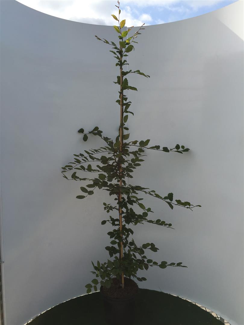 Carpinus betulus C5 (5 liters kruka) 150-175 cm