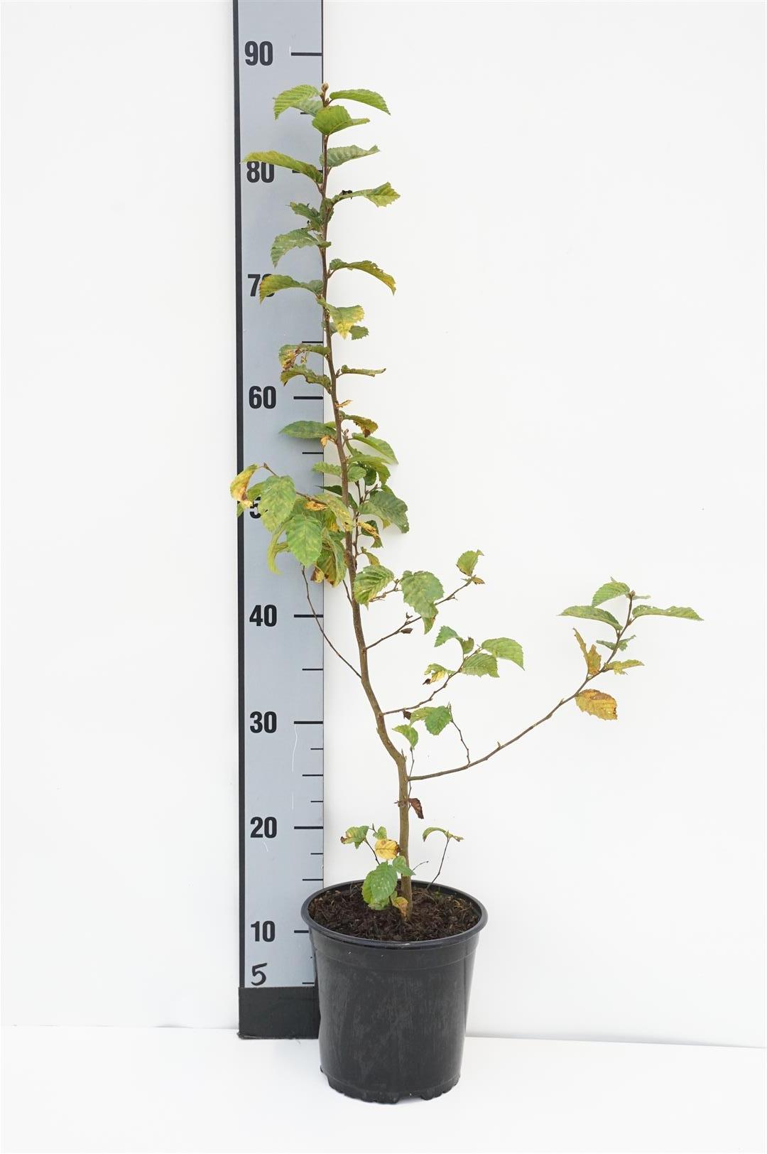 Carpinus betulus C2,5 (2,5 liters kruka) 60-80 cm