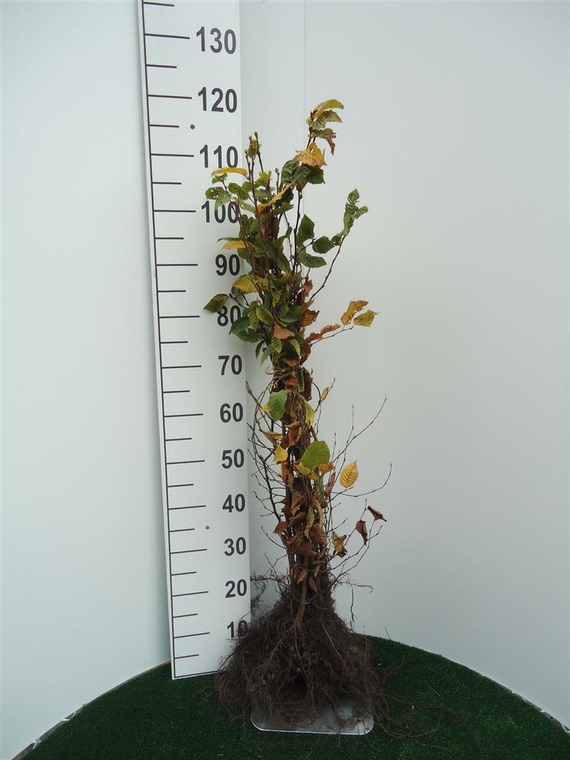 Carpinus betulus 1+1 60-80 cm