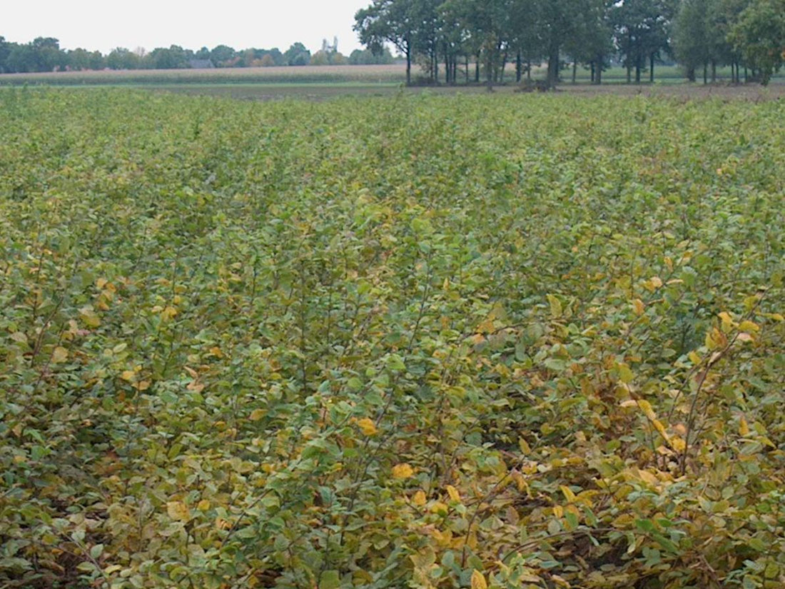 Carpinus betulus 60-100 cm (1+1)