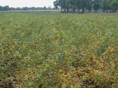 Carpinus betulus (Avenbok) 100-125 cm