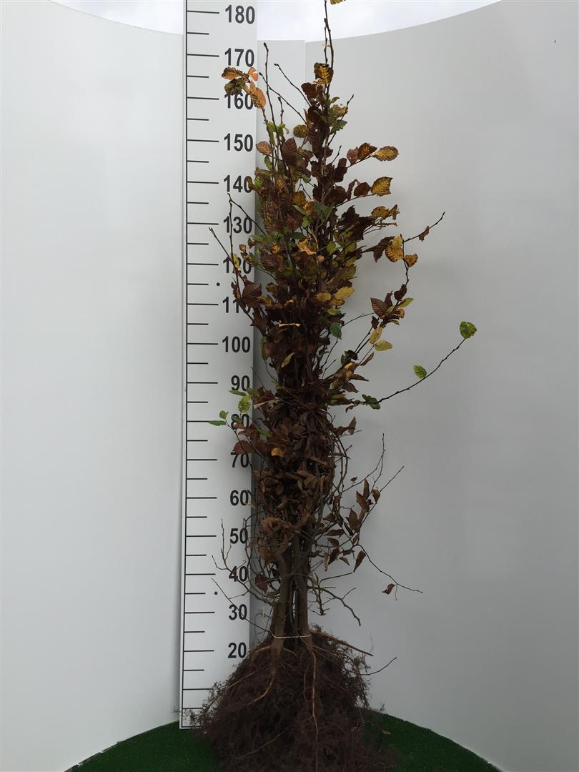 Carpinus betulus (Avenbok) 1+2 125-150 cm