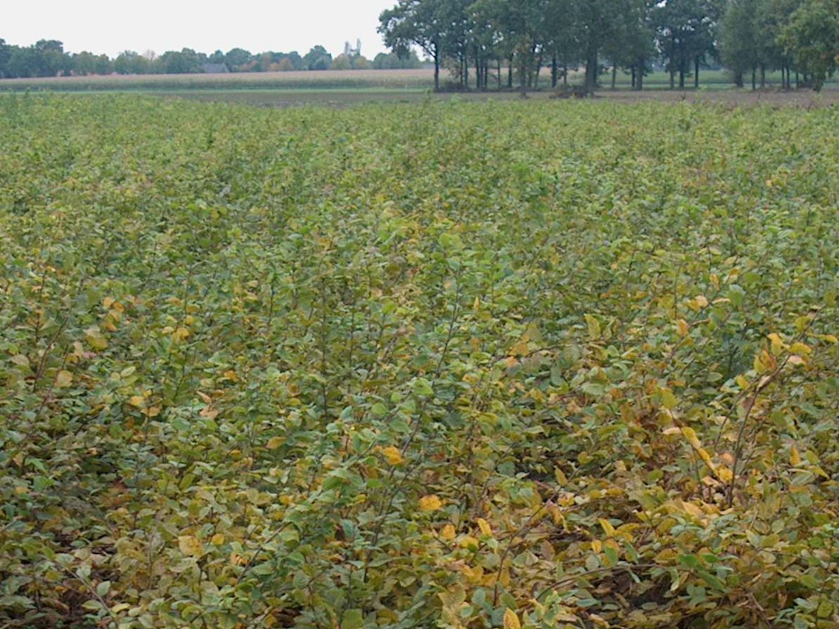 Carpinus betulus 175-200 cm