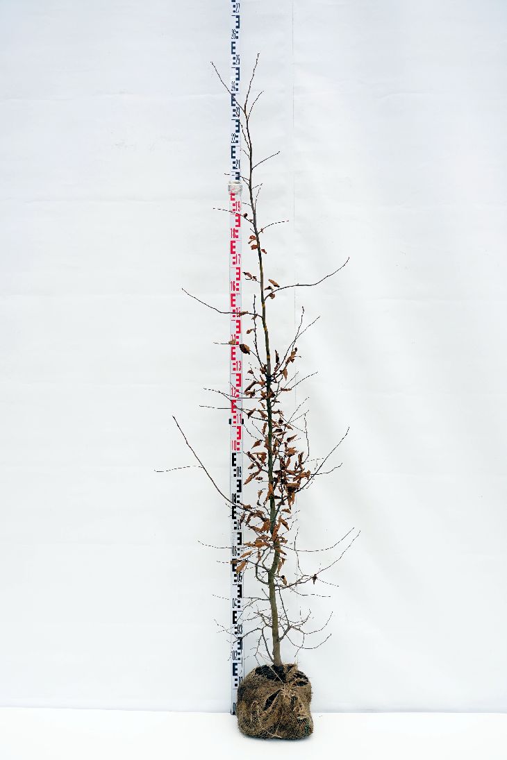 Carpinus betulus 175-200 cm rotklump