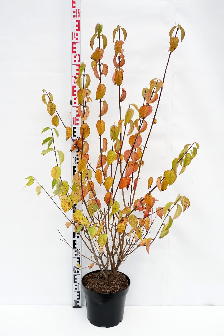 Cornus mas C15 (15 liters kruka) 175-200 cm