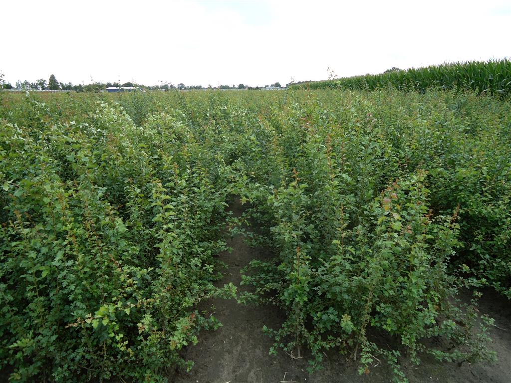 Crataegus monogyna 100-125 cm (2 grenar)
