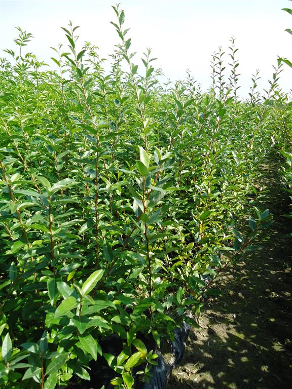 Elaeagnus umbellata 1+1 50-80 cm