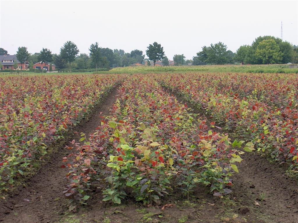 Fagus syl. &