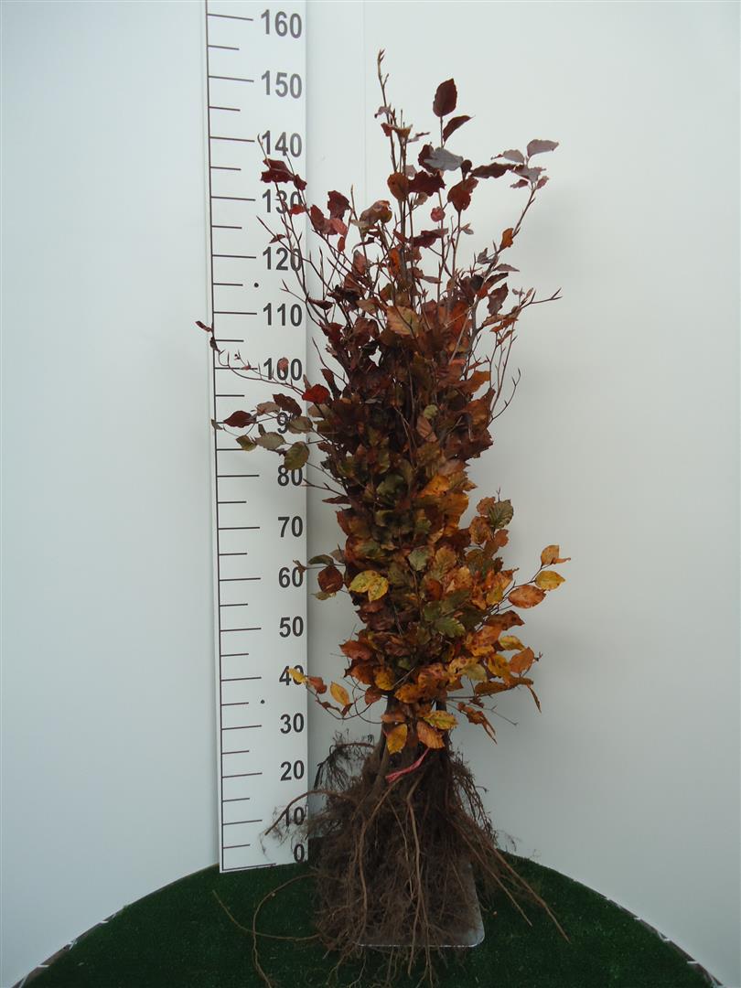 Blodbok Fagus sylvatica &
