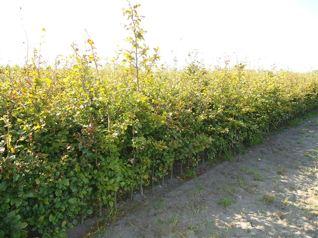 Fagus sylvatica (Bok) 80-100 cm