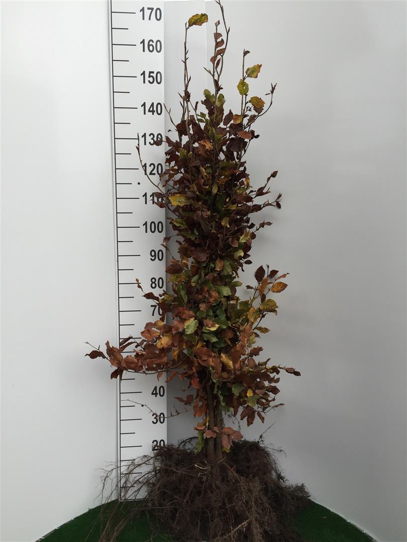 Fagus sylvatica 125-150 cm BR