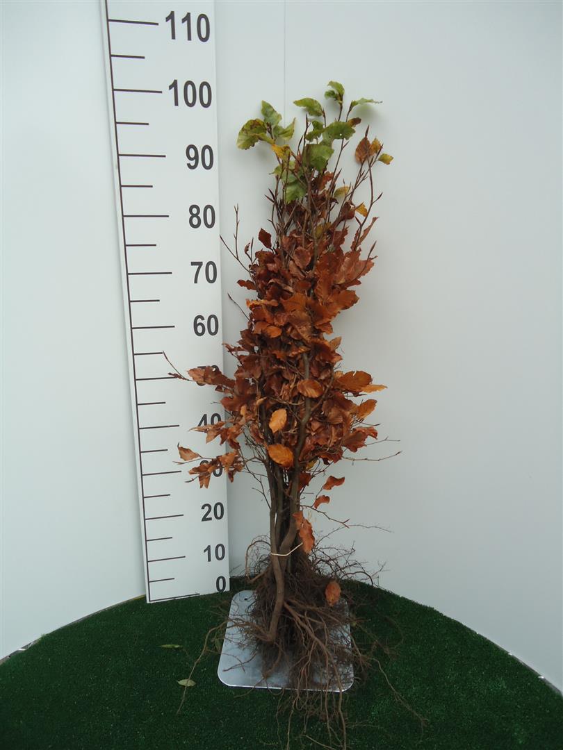 Fagus sylvatica 1+2 60-80 cm