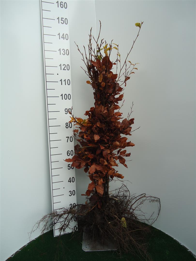 Fagus sylvatica 1+2 80-100 cm
