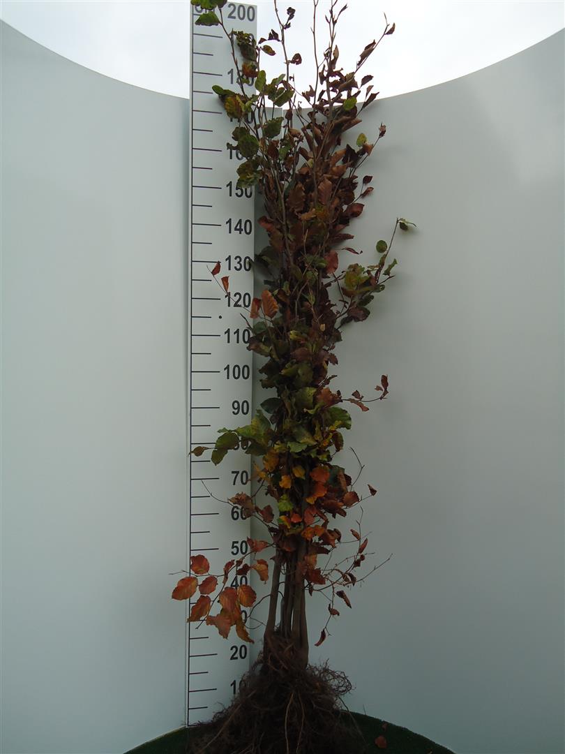 Fagus sylvatica 1+2 150-175 cm