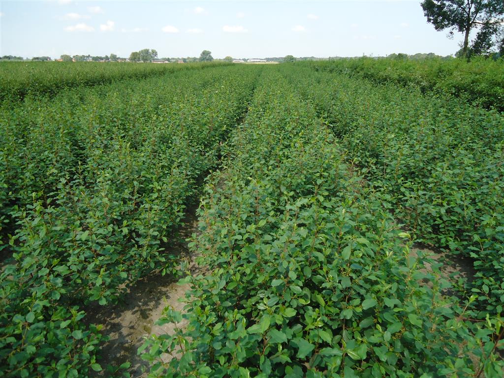 Frangula alnus (Rhamnus) 1+2 80-100 cm