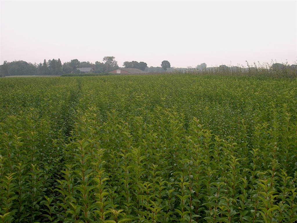 Ligustrum ovalifolium 0+1 30-50 cm
