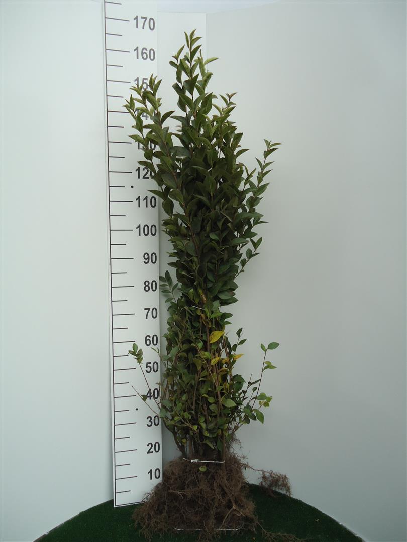 Ligustrum ovalifolium 60-80 cm