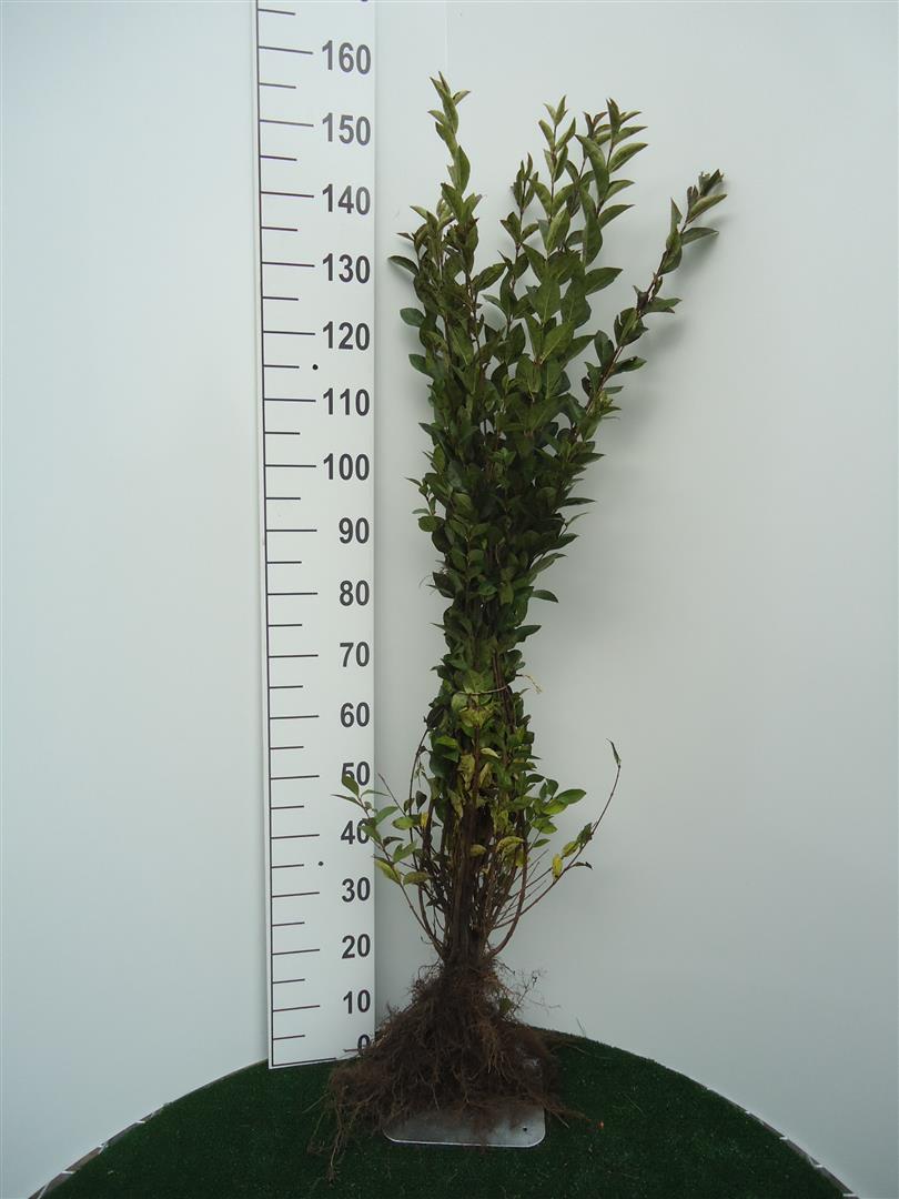 Ligustrum ovalifolium 80-100 cm (barrotad 0+2)