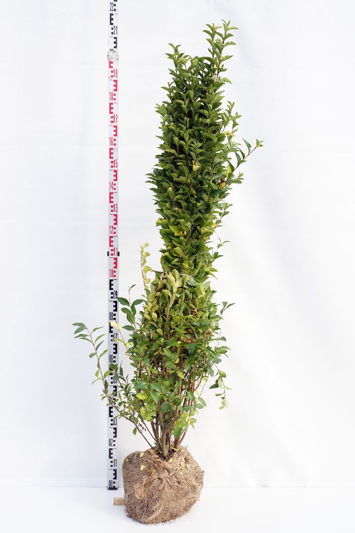 Ligustrum ovalifolium 150-175 cm rotklump